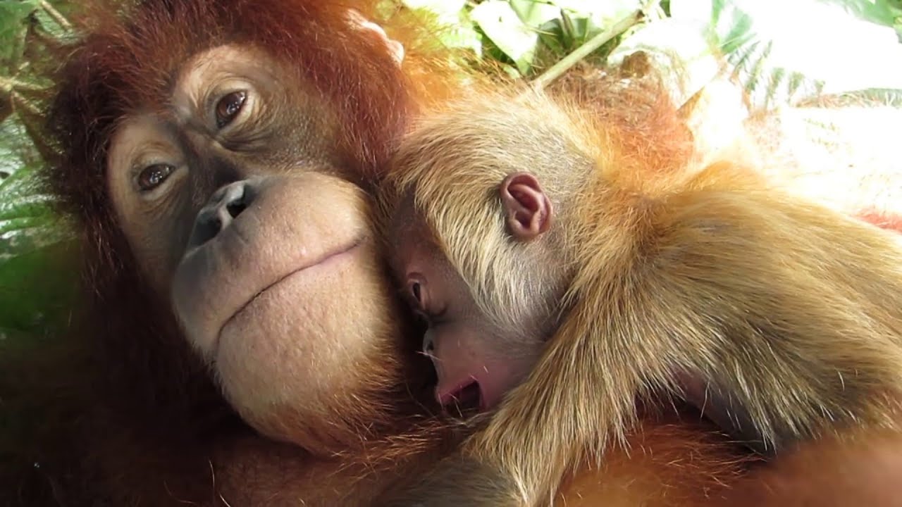 Suro The Orangutan & Her New Baby B oy! Cutest Orangutan Babies so small