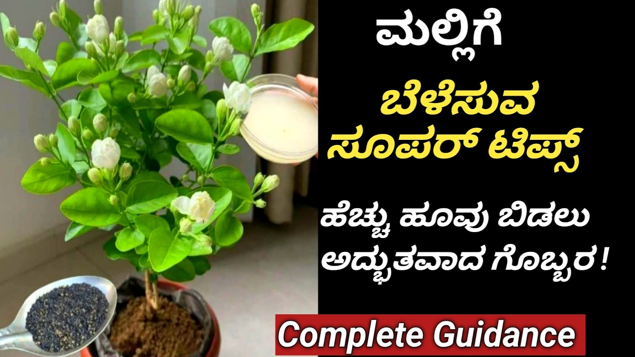 ಸಣ್ಣ ಪುಟ್ಟ ಮಲ್ಲಿಗೆ ಗಿಡದಲ್ಲಿ ಜಾಸ್ತಿ ಹೂವು ಬರಲು ಈ ಟೆಕ್ನಿಕ್ try ಮಾಡಿ//How to grow Jasmine plants