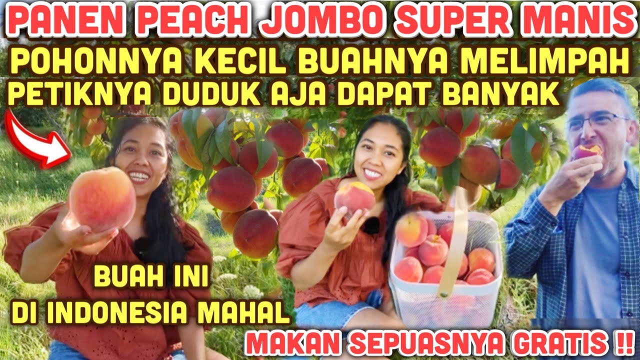 PANEN PEACH JUMBO SUPER MANIS POHONNYA PENDEK BUAHNYA LEBAT FRESH MAKAN LANGSUNG SEPUASNYA GRATIS