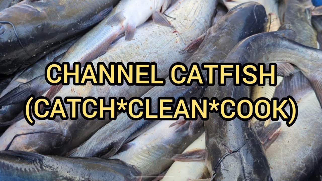 Channel Catfish (Catch*Clean*Cook)