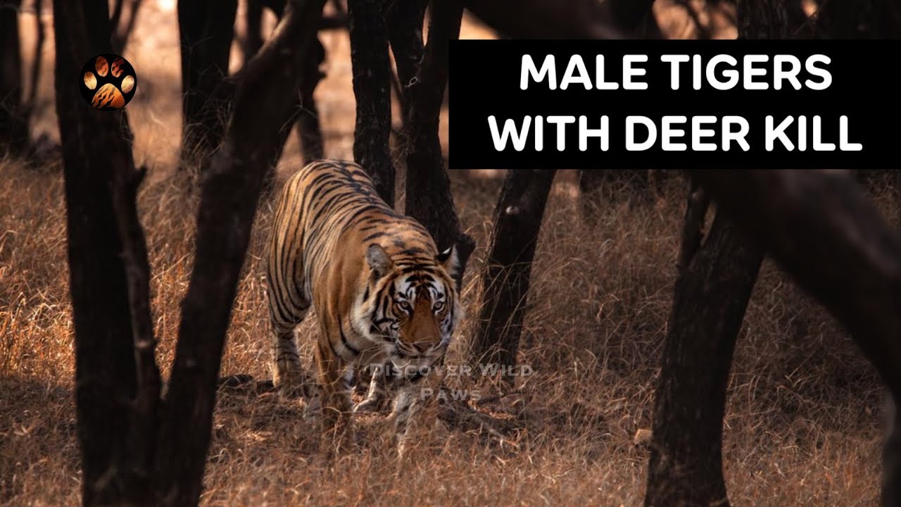 Riddhi Two Male Cubs Hunt Down A Sambar And Eating Kill In The Bushss | Jeep Safari Ranthambore Z3