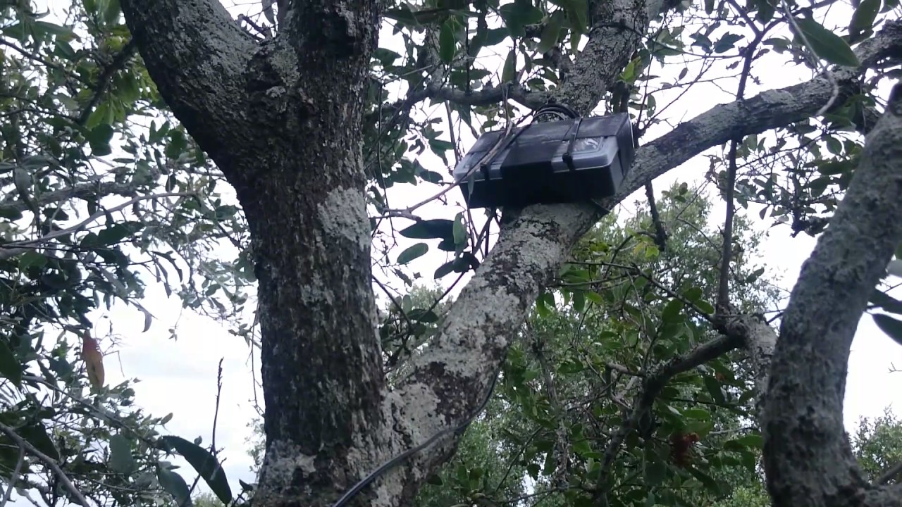 In the nest with Hooded Vultures