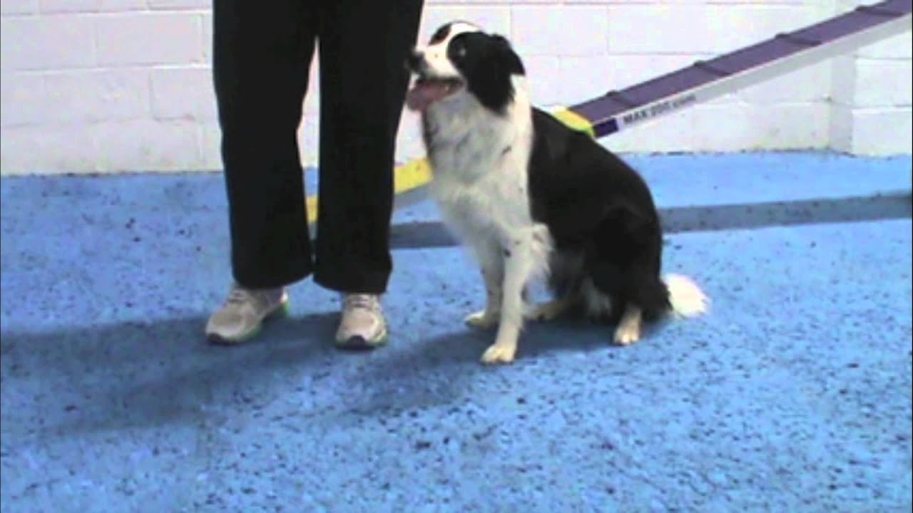 Dog Agility Training Nose Touch and Target for Contact Training