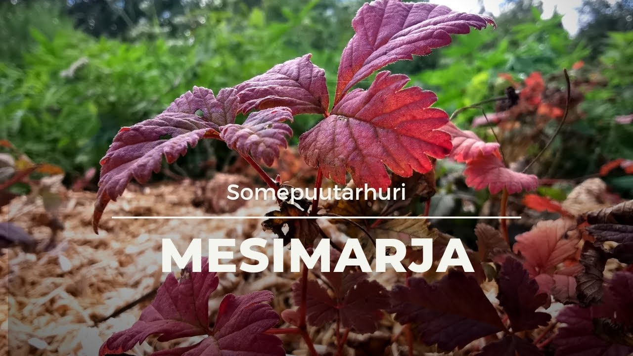 Somepuutarhuri: Mesimarja