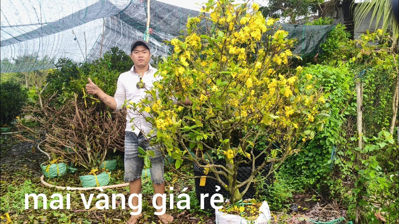 Nhà vườn đong duy có giao lưu , Mai vàng giao rin ,lh0382626195zalo mai vàng giá rẻ bao ship