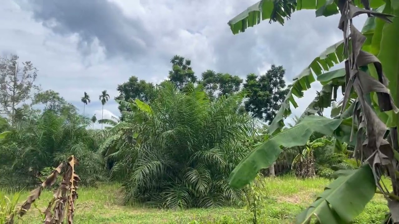 Nearly 3 Rai of Palm Plantation Land For Sale with Mountain & Canal Views in Thaimuang, Phangnga