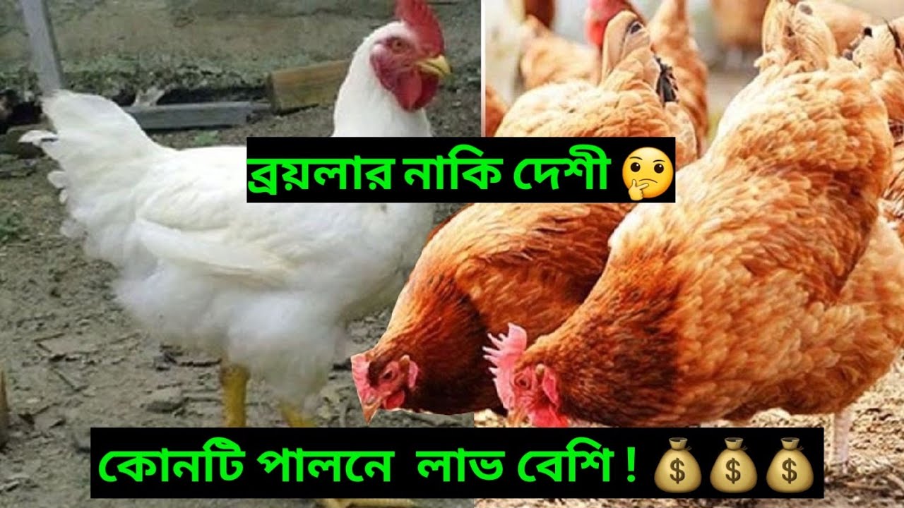 ব্রয়লার নাকি দেশী 🤔 কোনটি পালনের লাভ বেশি ! 💰💰💰 Agro Buzz