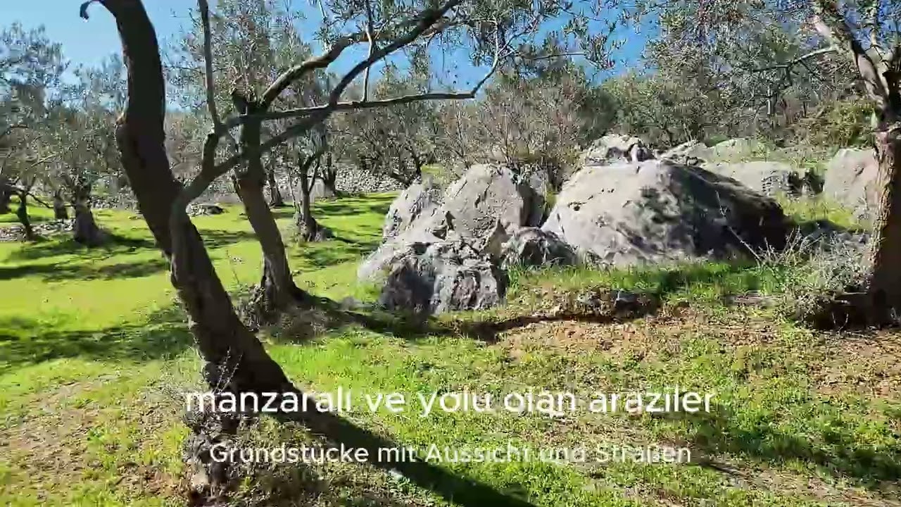 Kazdağları Zeytinli’de Muhteşem Körfez Manzaralı Zeytinlik | Ulaşımı Rahat Fırsat Arazi