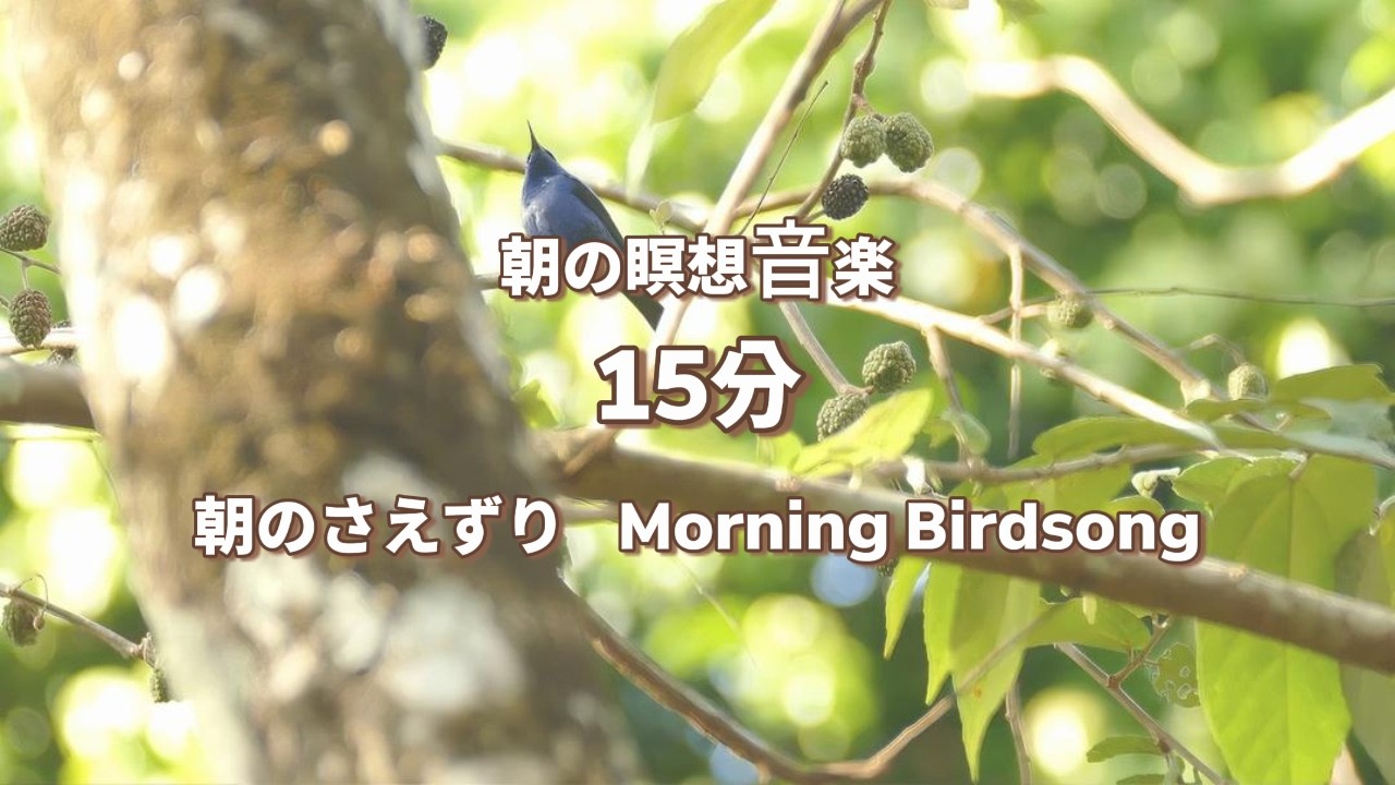 15分　朝のさえずり｜自然アンビエント瞑想音 Morning Birdsong | Nature Ambient Meditation