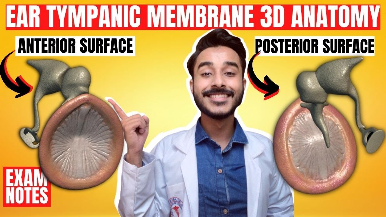 Tympanic Membrane Anatomy | Anatomy of tympanic membrane | Nerve supply of tympanic membrane anatomy