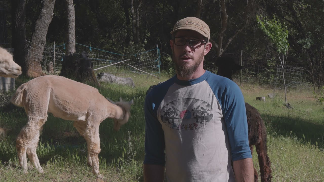 The SECRET to Compost for Cannabis?