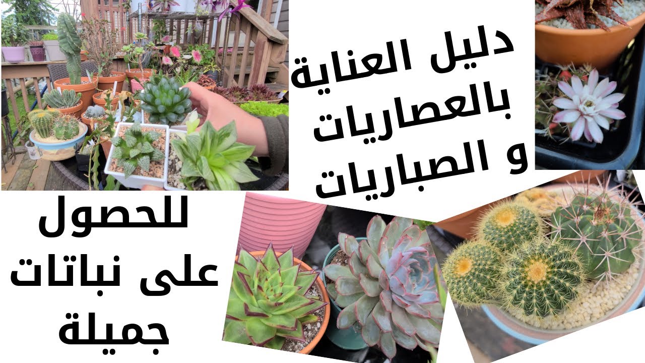 كيفية العناية بالعصاريات و الصباريات
