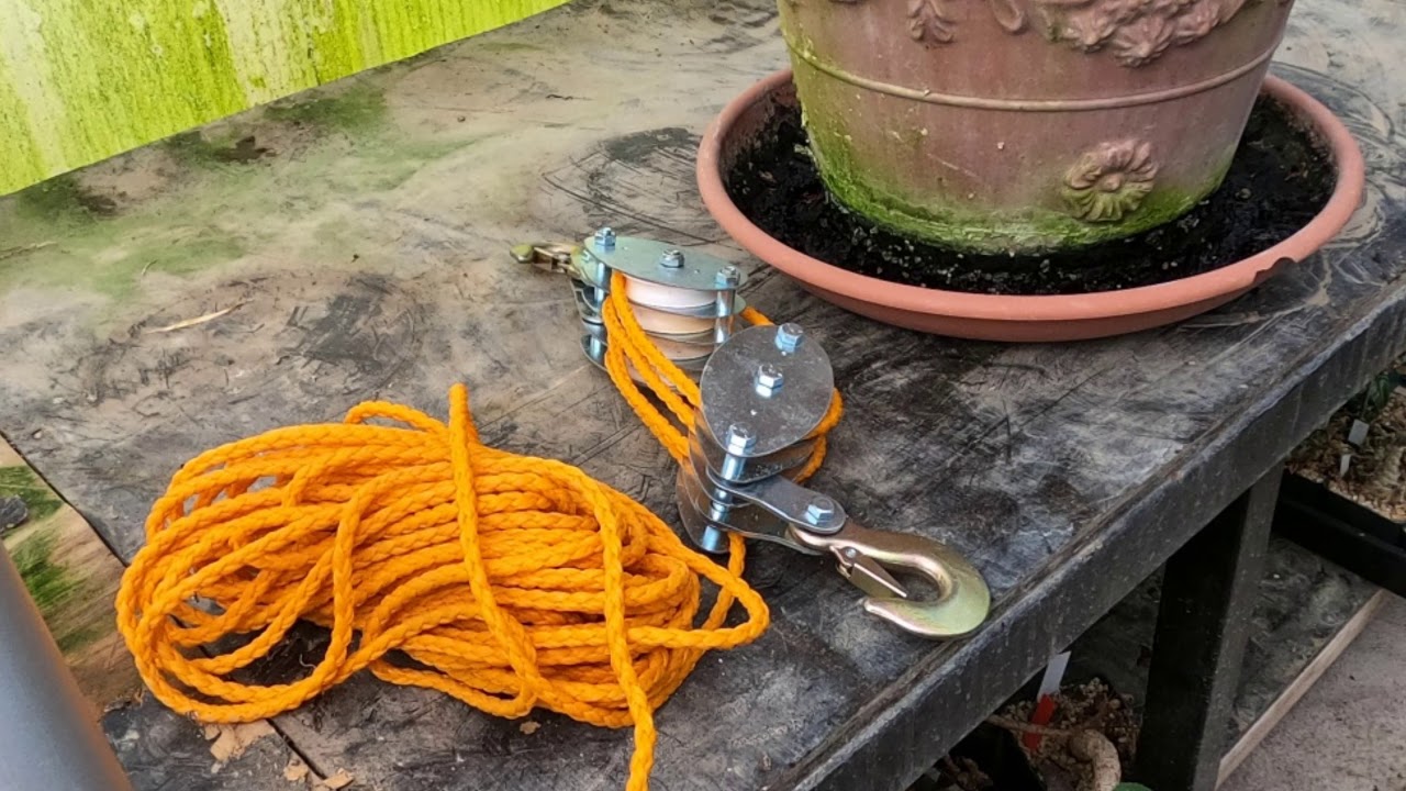 Repotting my giant Dorstenia gigas