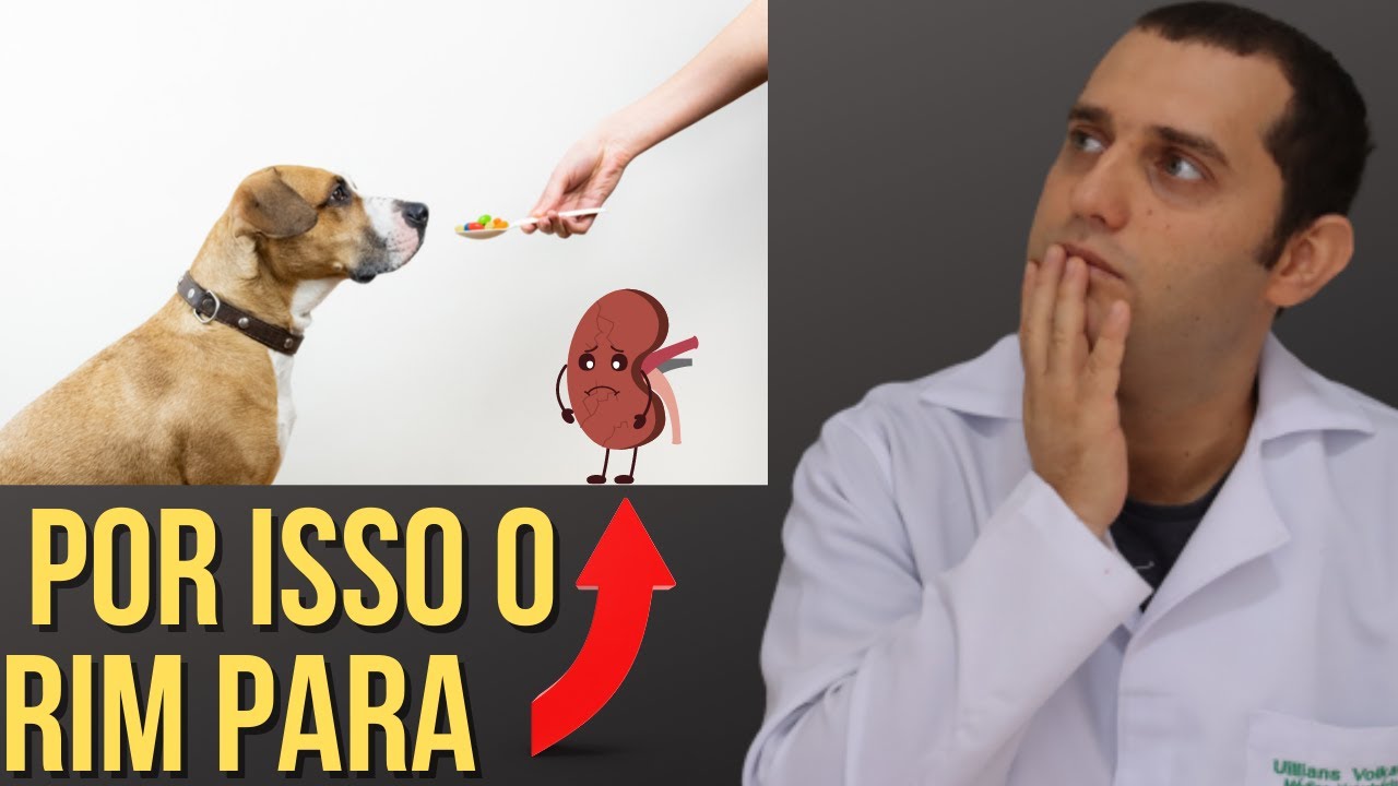 7 causas de insuficiência renal em cães e gatos