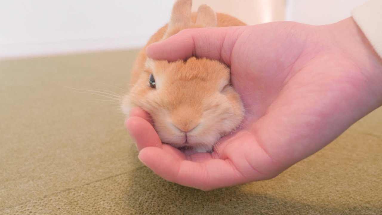 飼い主の皮膚を噛んでくるのでウサギを注意したらこうなりました【No.717】