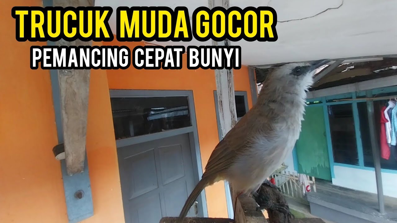 Trucukan muda belajar bunyi pancingan trucukan agar bunyi untuk bahan & trucukan stres macet