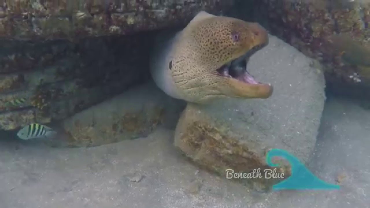 Chased by giant moray eel (Marsa Alam, Egypt) 2.7K Ultra HD