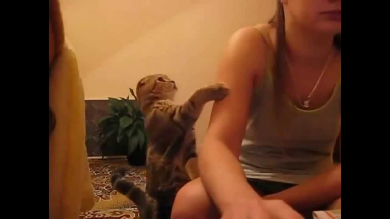 Smart Cats Compilation