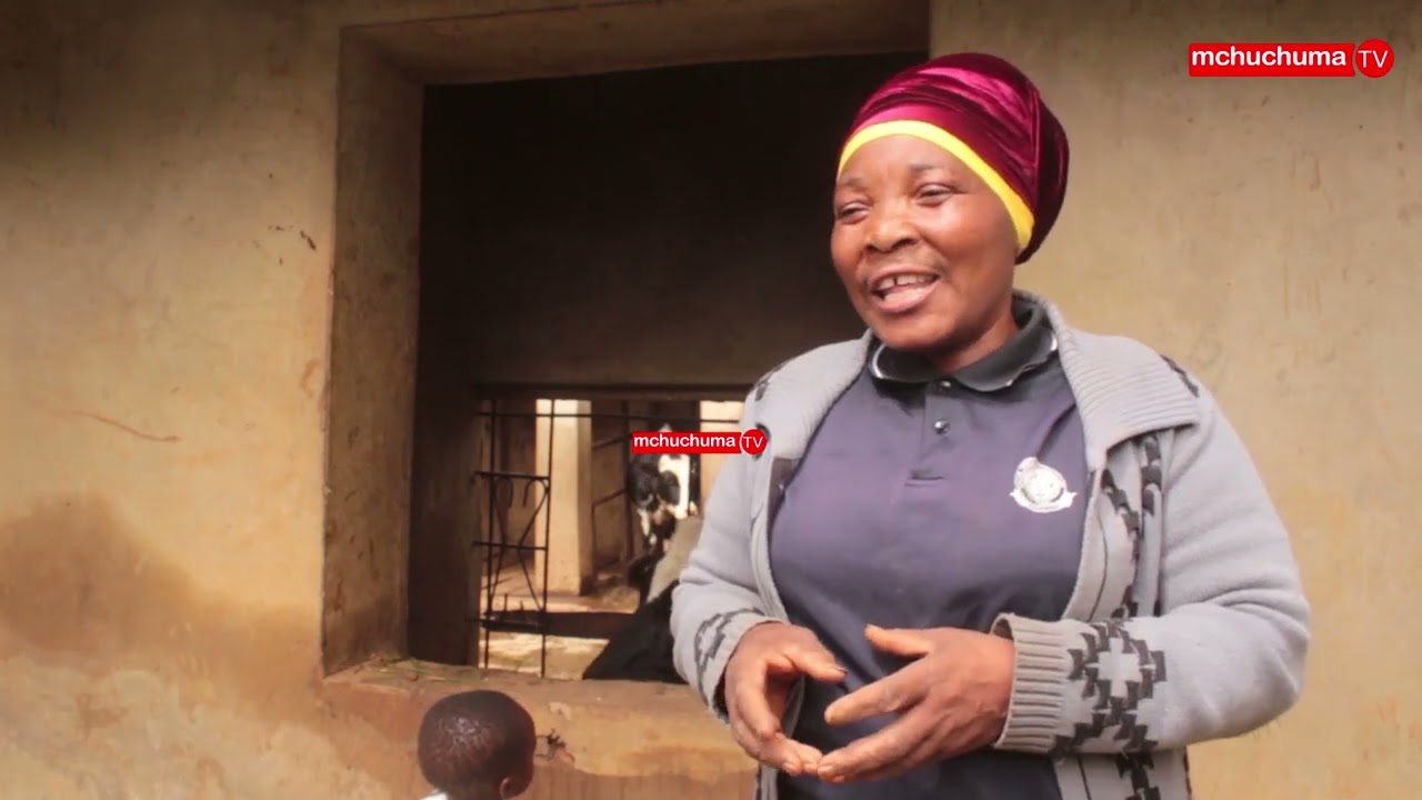 MFUGAJI BORA WA NG'OMBE WA MAZIWA NJOMBE, JIFUNZE MAMBO MUHIMU YA KUZINGATIA KATIKA UFGAJI