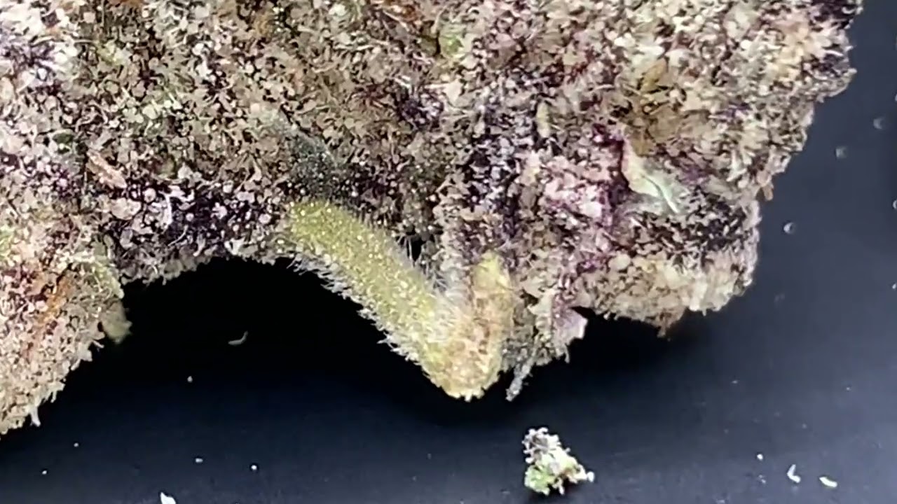COTTON CANDY GRAPES By LA Traffic (DONT BUY THIS)