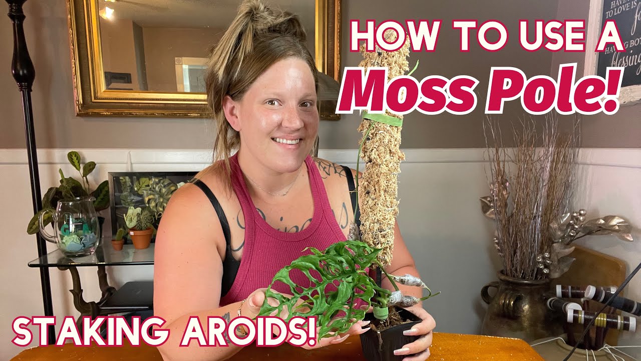 How to use a Moss Pole! ||Staking Aroids|| & New Self Watering Pots!