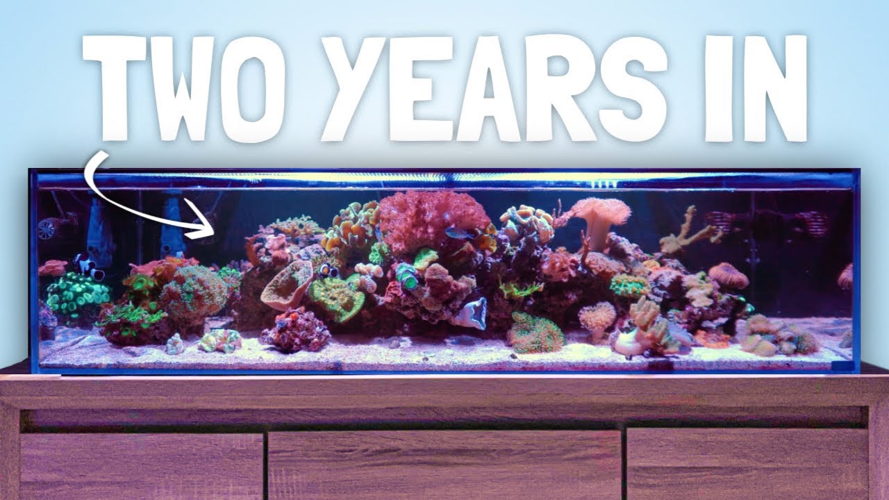 I Shouldn’t Have Done This with my Shallow Reef Tank