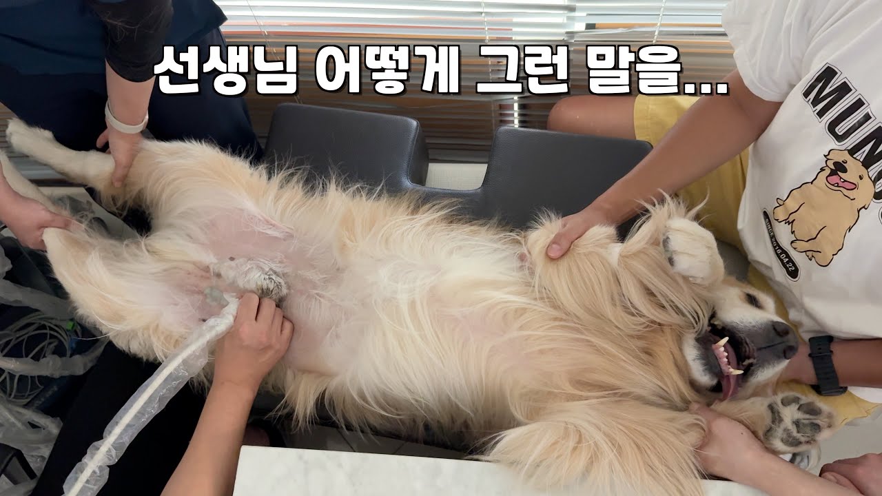 동물병원에서 수의사 선생님에게 충격적인 말을 들은 리트리버 반응 ㅋㅋㅋ