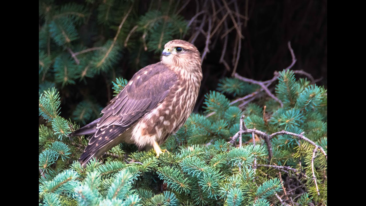 Birds of Saskatchewan   Volume 1