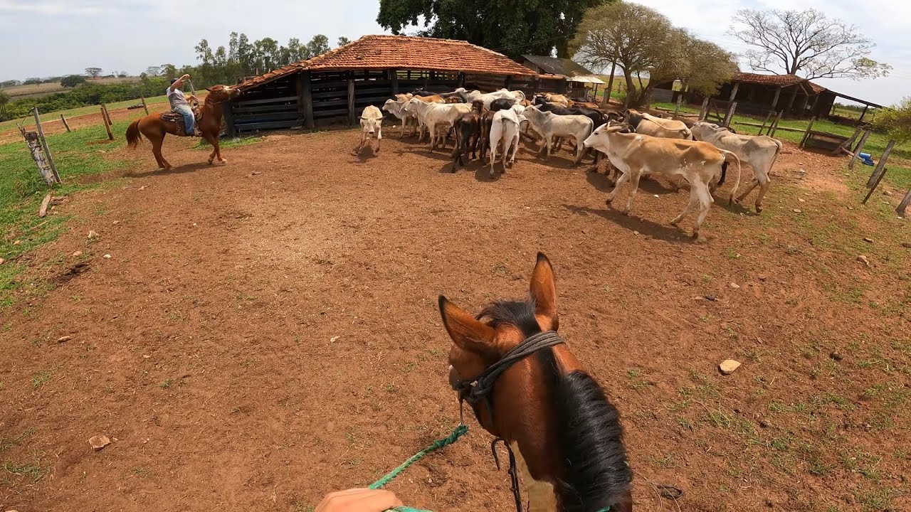 MOREALE NA LIDA DE 100 CABE&Ccedil;A DE GADO COM EGU&Aacute; NOVA