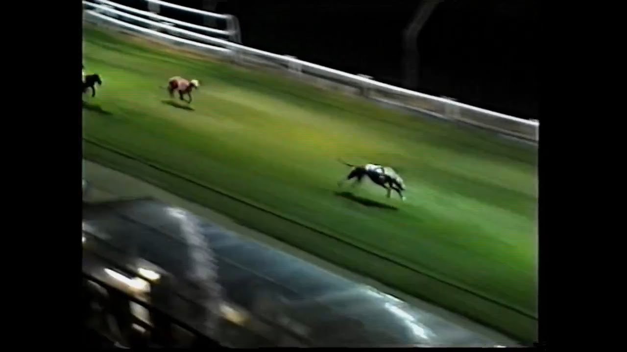 Greyhound Racing - Brighton & Hove Greyhound Stadium 1996 (Open races)