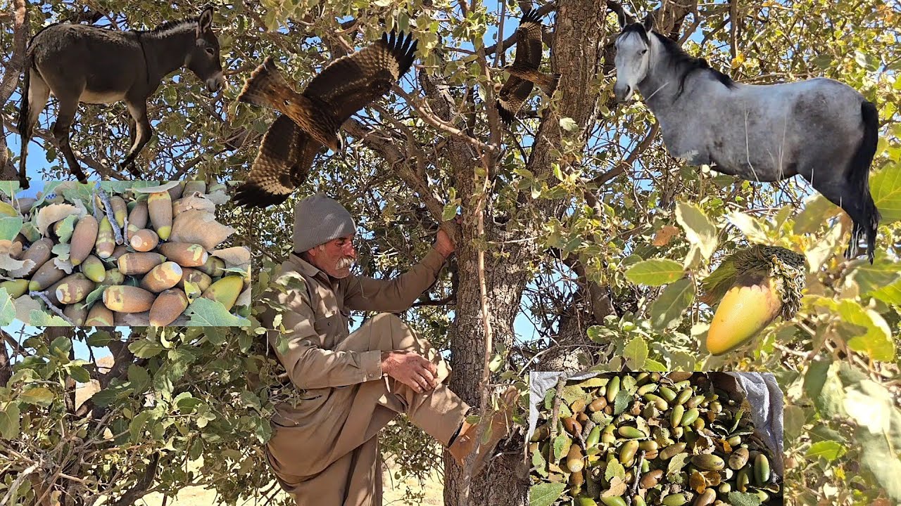 🌰Iran Nomads: Jahangir's Adventure to the Wild Mountains to Harvest Oaks and Look at Animals