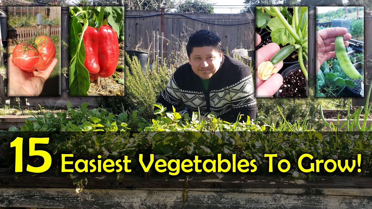 The 15 Easiest Vegetables To Grow For Beginners