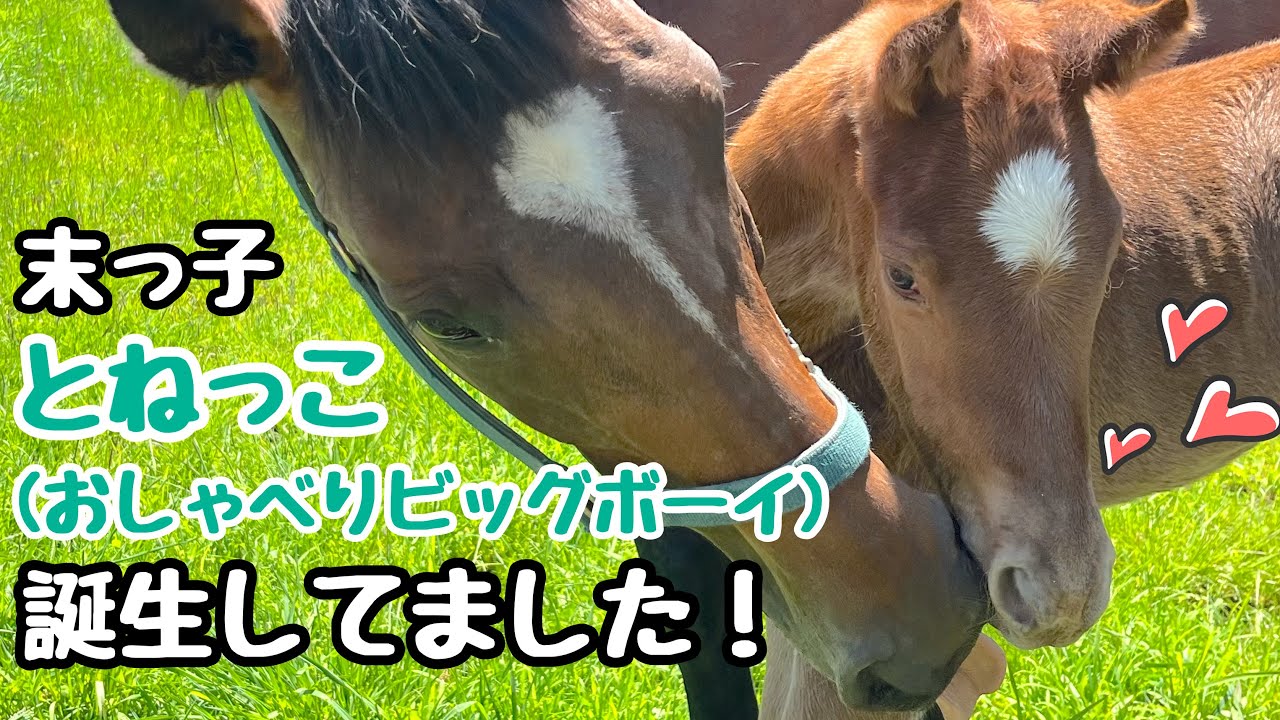 【とねっこ誕生動画】おしゃべりビッグボーイ末っ子もにちゃんの誕生動画！【サラブレッド】