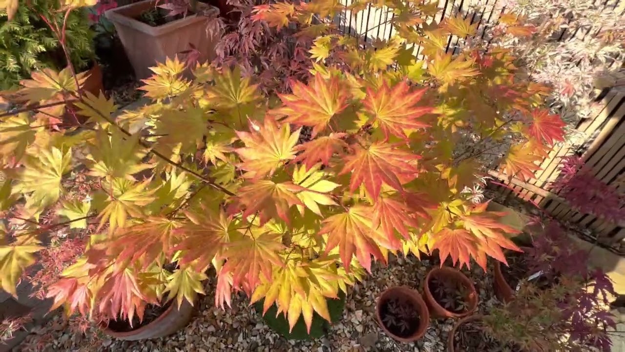 Japanese Maple, Acer shirasawanum Moonrise. A lovely broad leaved tree with fantastic  bold colours!