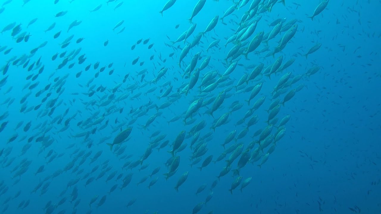 Doppia immersione al CANALONE di BERGEGGI - Agosto 2022