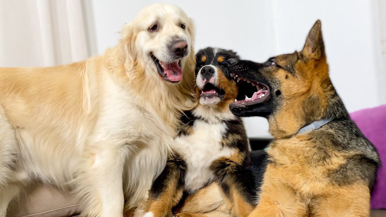 What a Golden Retriever, a Bernese Mountain Dog Puppy and a German Shepherd are doing on the Couch