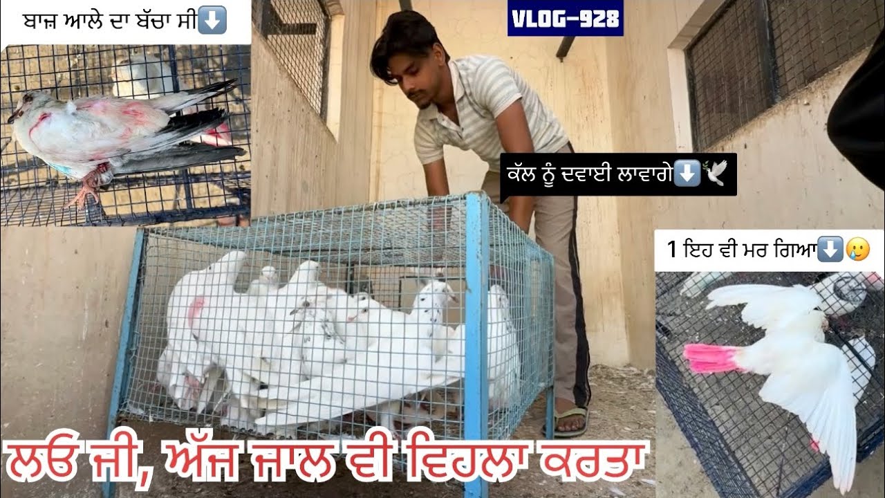 ਅੱਜ ਜਾਲ ਆਲੇ ਸਾਰੇ ਕਬੂਤਰ ਬੈਠਕ ਚ shift ਕਰਤੇ🕊️✅|| ਅੱਖਾਂ ਖਰਾਬ ਆਲੇ 2 ਬੱਚੇ ਹੋਰ ਮਰ ਗਏ ਅੱਜ 