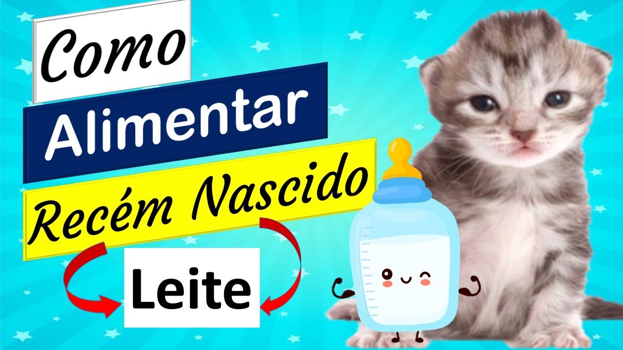 Como Alimentar Filhote de Gato Recem Nascido sem a Mãe - Pet Vida Saudável