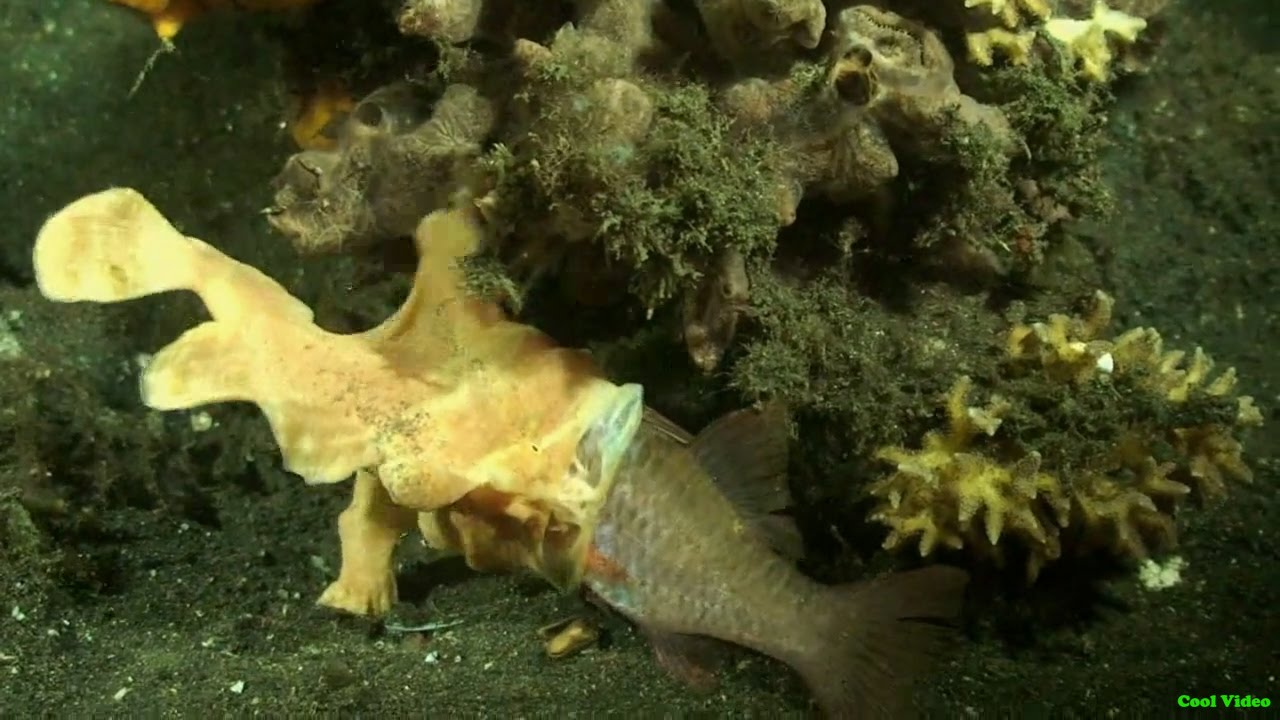Морские Черти опасные охотники (Frogfish)