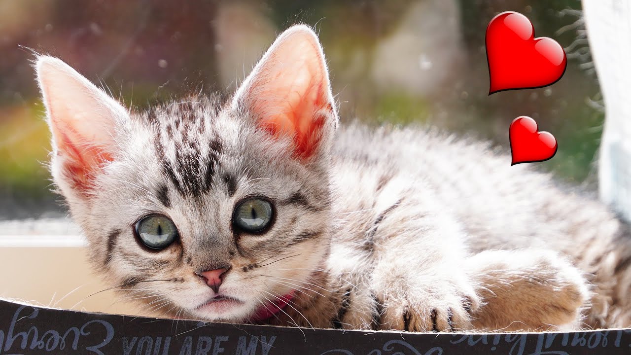 悶絶級の可愛さの子猫！猫好きはこの動画を観ないでください【かわいすぎ注意】