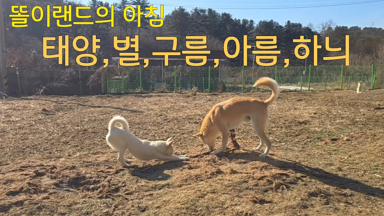 태양이파(태양,별,구름,아름)의 평화로운 아침운동. 그리고 하늬~