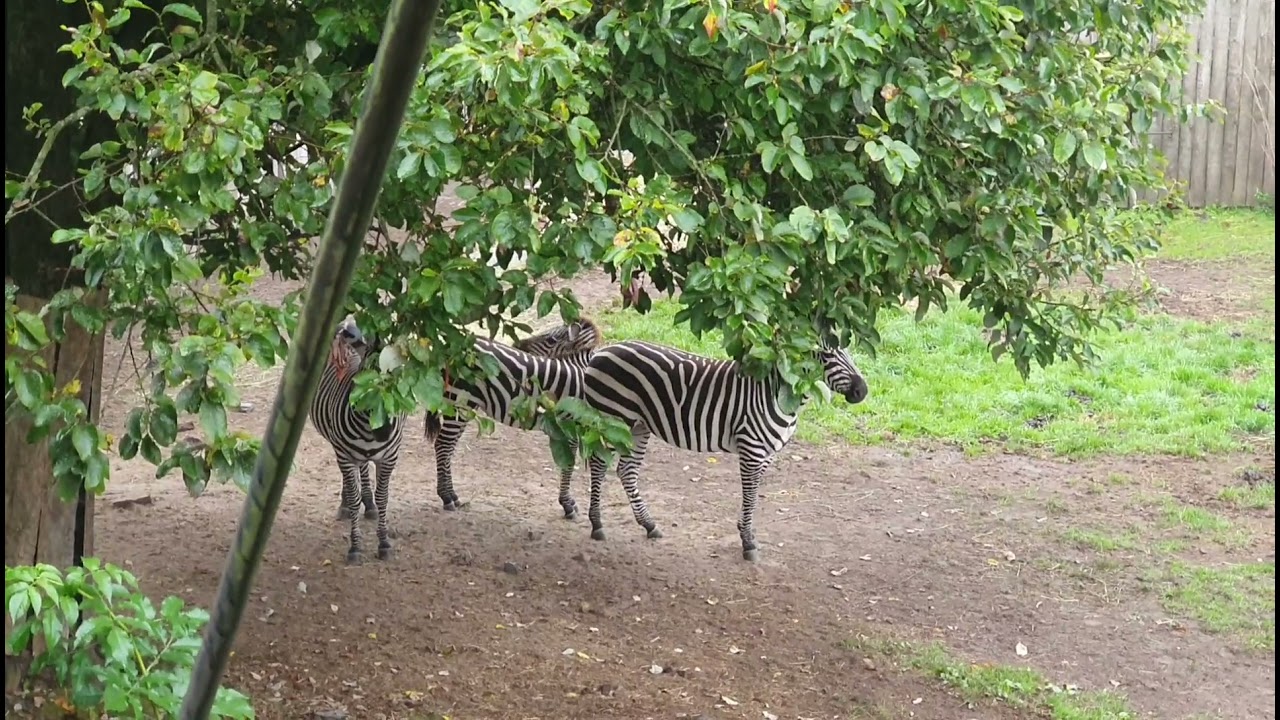 Зоопарк в Кристиансанде! Kristiansand Animal Park! Kristiansand Dyrepark!