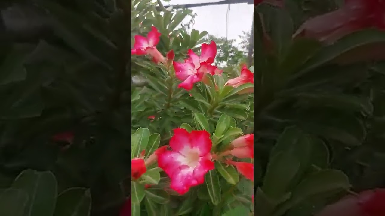 Beautiful Adenium flowers 🌹🌹🌹🌹🌹🌹🌹🌹