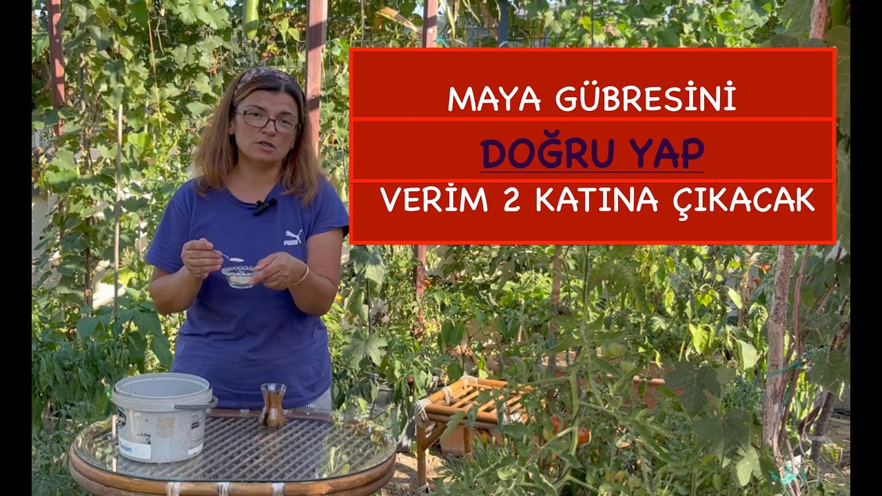 MAYA GÜBRESİ MUCİZE AMA DOĞRU YAPARSAN!