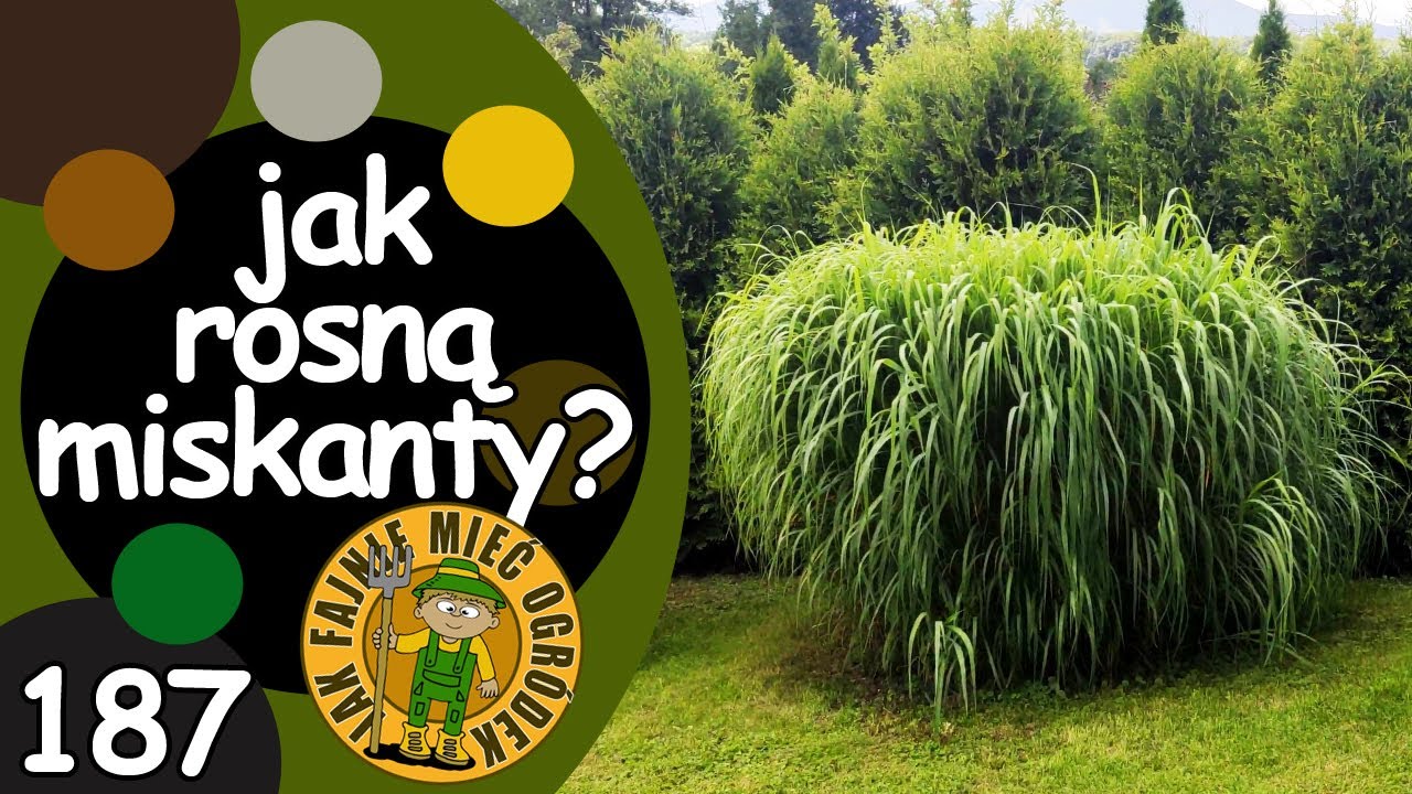 #187 Jak rosną trawy ozdobne (miskanty) w połowie wakacji?