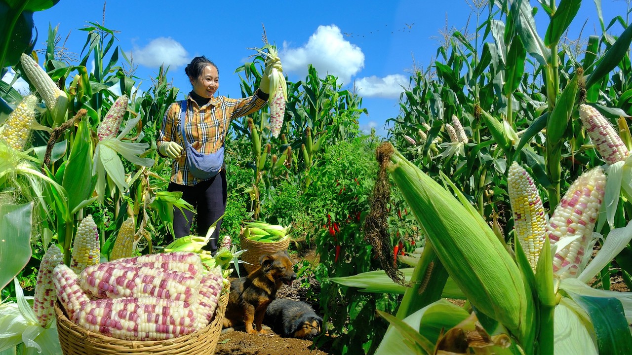 Harvest 300 Pink Glutinous Corn Cobs To Sell At The Market &ndash; Daily Farm Life In Vietnam| Tieu Lien