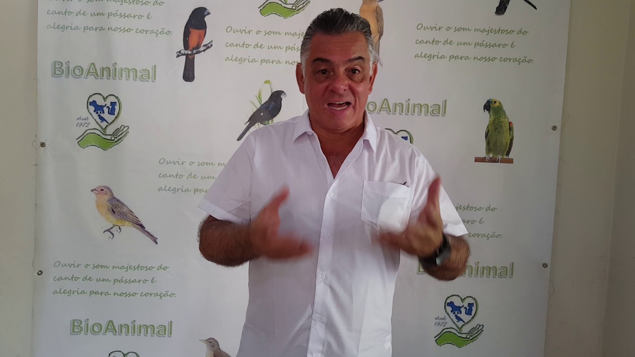 PROBLEMAS COM GALA E SEUS OVOS ? ASSISTA !!!