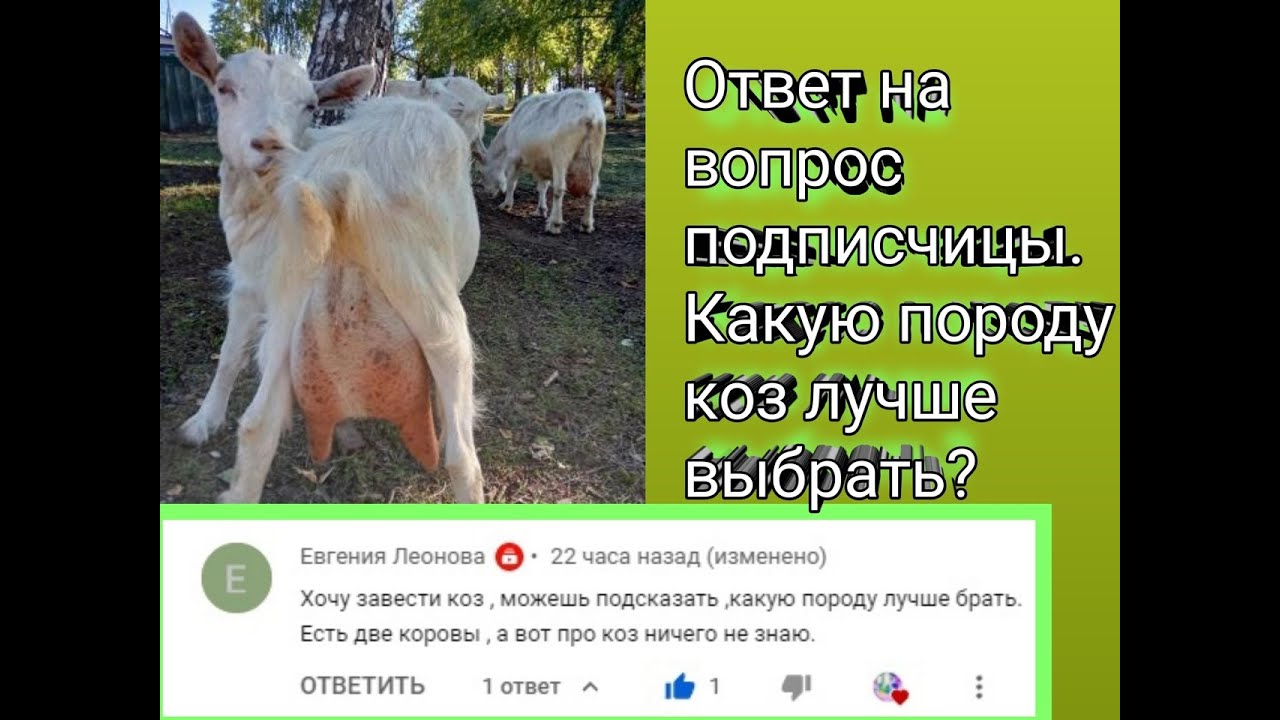 Ответ на вопрос подписчицы. Какую породу коз лучше выбрать?