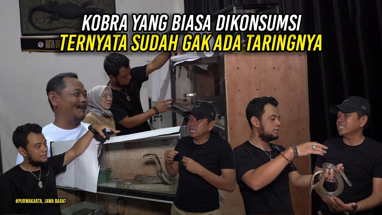 SAAT PANJI JELASKAN KOBRA YANG DIKONSUMSI | SUDAH GAK ADA TARINGNYA