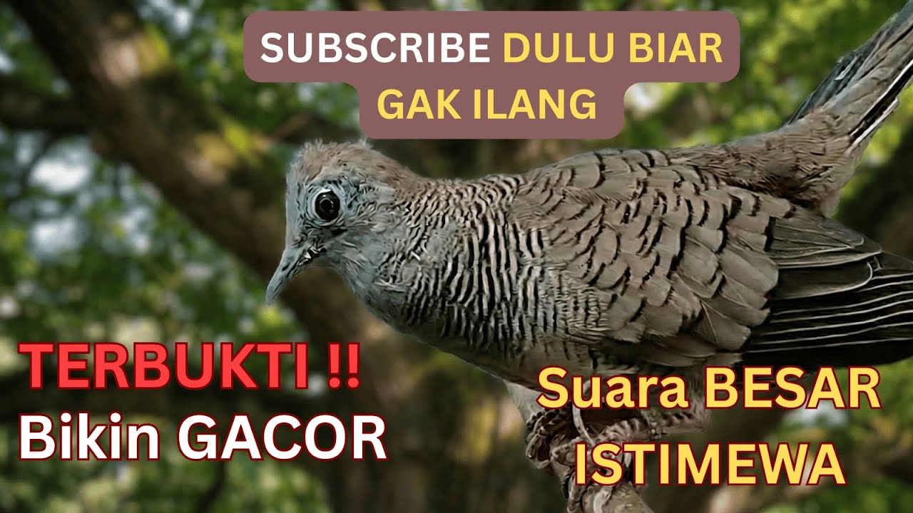 Perkutut Lokal Gacor Suara Besar Pancingan Burung Perkutut Agar Cepat Bunyi.